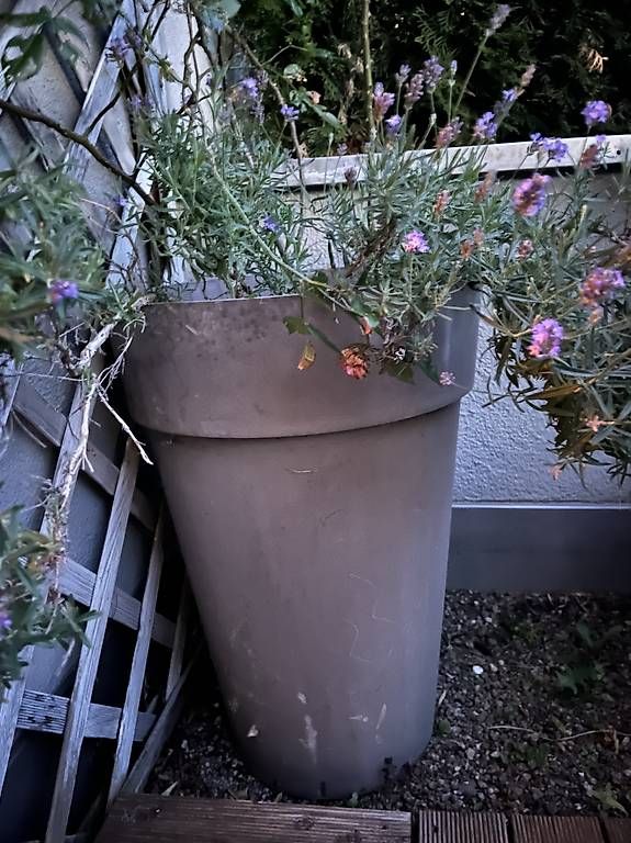 Vasi per fiori: Grosser Topf mit Rose und Lavendel – Usato da Zürich venduto da vieirasouto 1