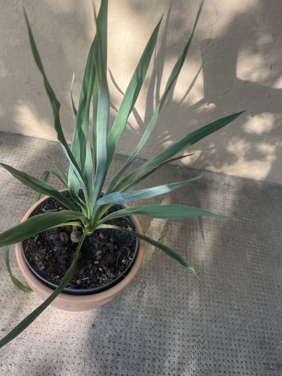 Plantes & graines: YUCCA FLAMENTOSA ca 35 cm – D'occasion à Möhlin par mil_h55x 3
