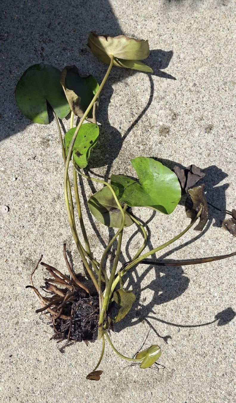 Plantes & graines: Seerose – D'occasion à Melchnau par i8v5i 2