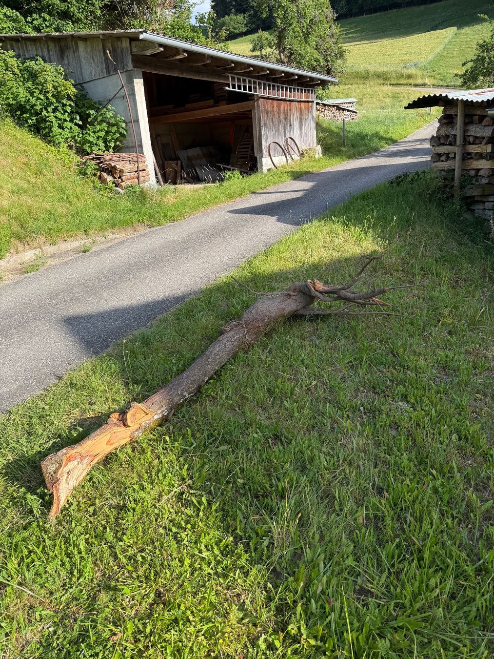 Articoli in legno: Schöner Zwetschgen Holzstamm – Usato da Huttwil venduto da Burk3 2