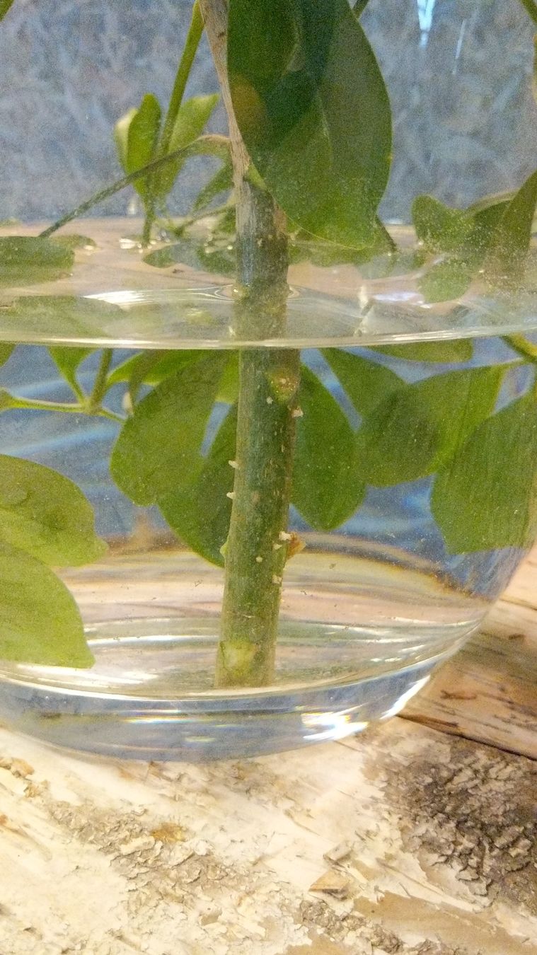 Piante & sementi: Steckling - Schefflera arboricola – Nuovo (secondo la descrizione) da Rüti ZH venduto da kunstreich_8630 2
