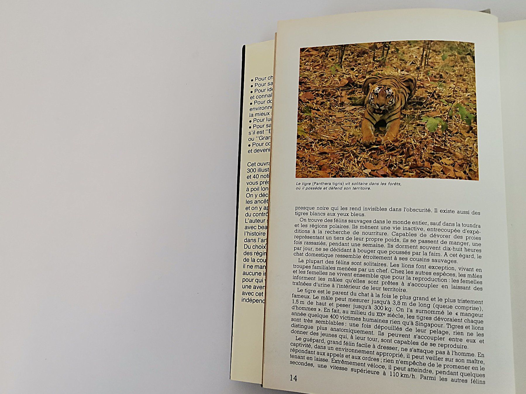 Livres: BUCH  les chats – D'occasion à Schaffhausen par Restwert_SH 5
