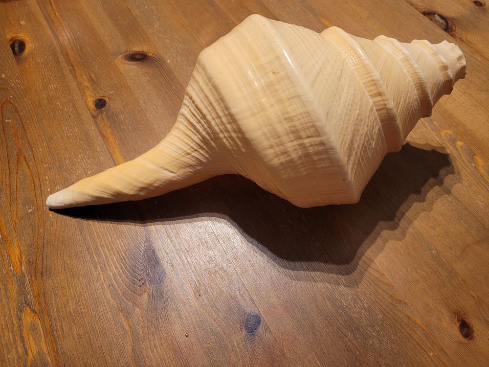 rarit-t-muschelhorn-schneckenhorn-ritual-gross-36cm-unikat-neu
