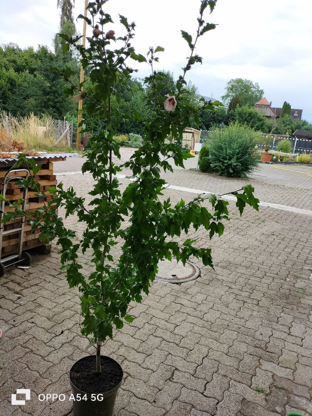 Pflanzen & Samen: Hibiskus Winterhart – Gebraucht aus Attelwil von Schneider76 2