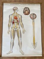 Anatomie Schulwandbild Skelett und Organe, um 1950