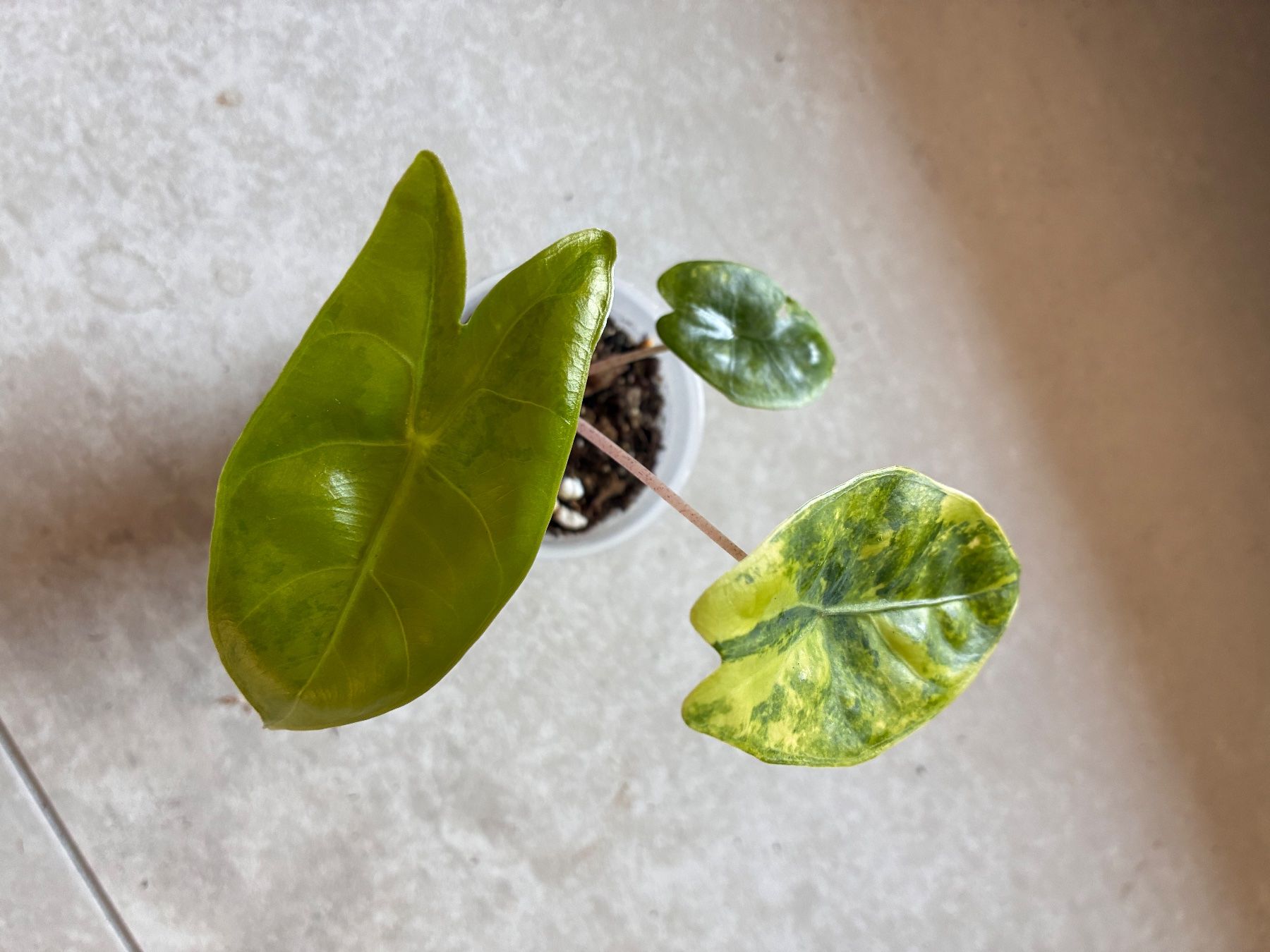 Piante & sementi: Alocasia Pink Dragon Aurea – Usato da Alchenflüh venduto da Timmmsen 1