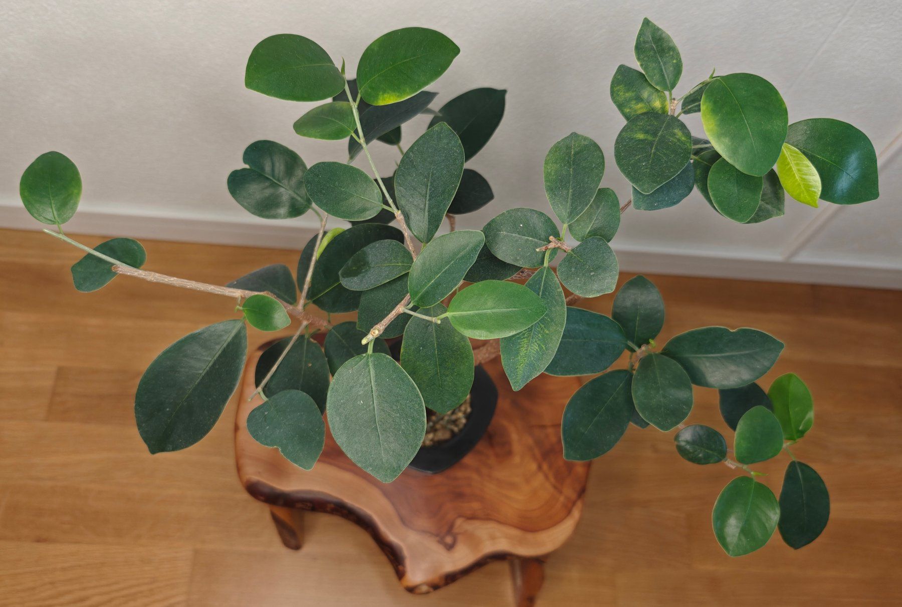 Pflanzen & Samen: Bonsai im Topf – Gebraucht aus Schlieren von Easy_care_plants 1