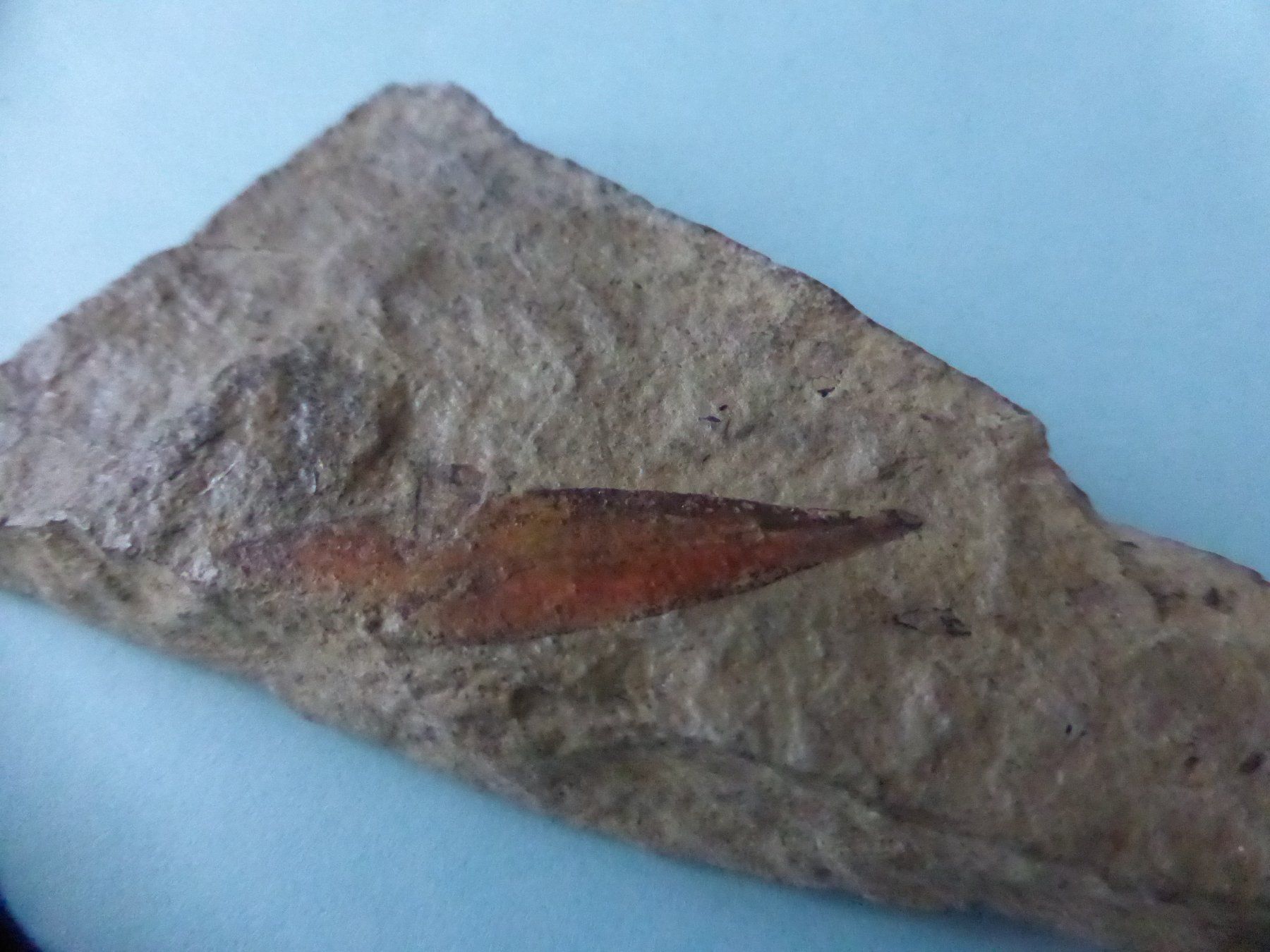 Fossilien: Versteinertes Zimtblatt – Gebraucht aus Triengen von Nussbaum14