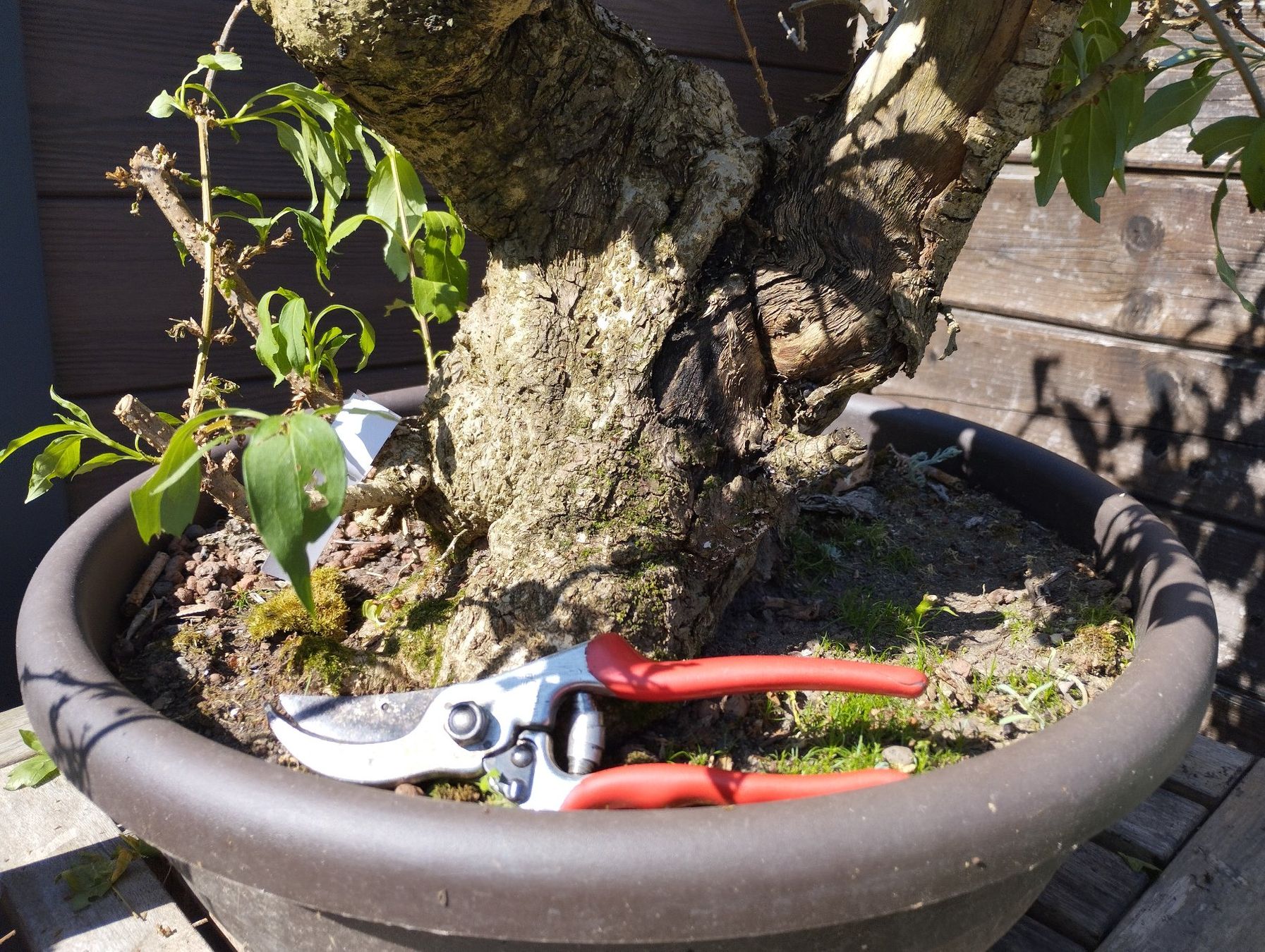 Piante & sementi: Bonsai Rohling Forsythie – Usato da Oberwil BL venduto da suaku 3
