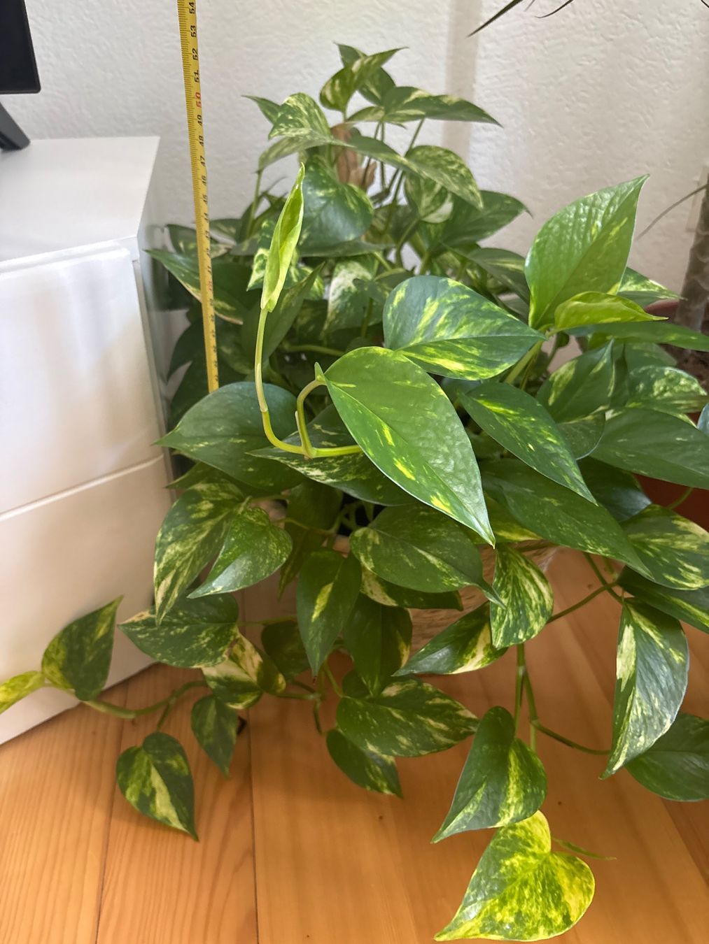 Plantes & graines: Belle plante verte Pothos + Panier – D'occasion à Romainmôtier par val_r8sn 1
