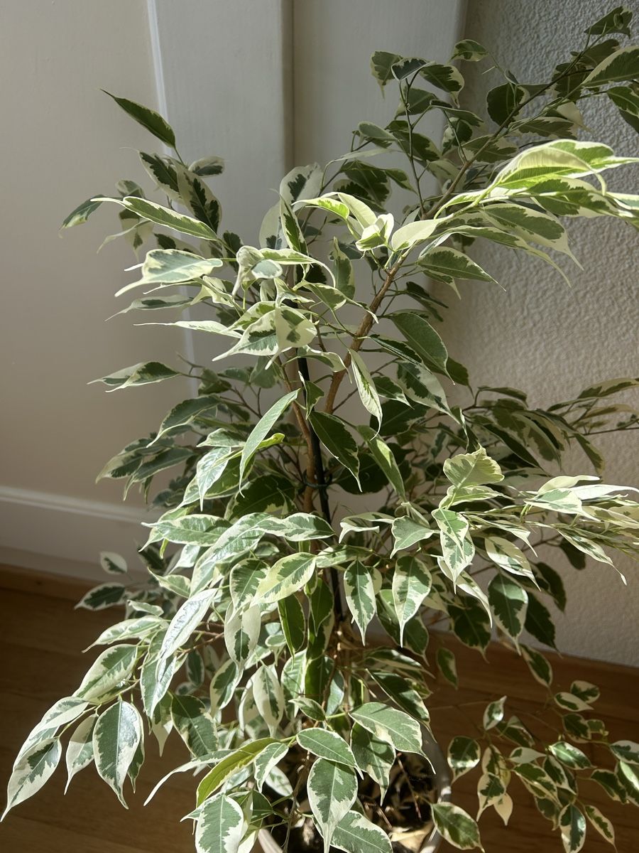 Piante & sementi: Birkenfeigen Ficus Benjamina Twilight – Usato da Zürich venduto da fabuulois 1