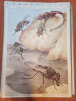 Schulwandbild: Stubenfliege - mit Begleitheft!