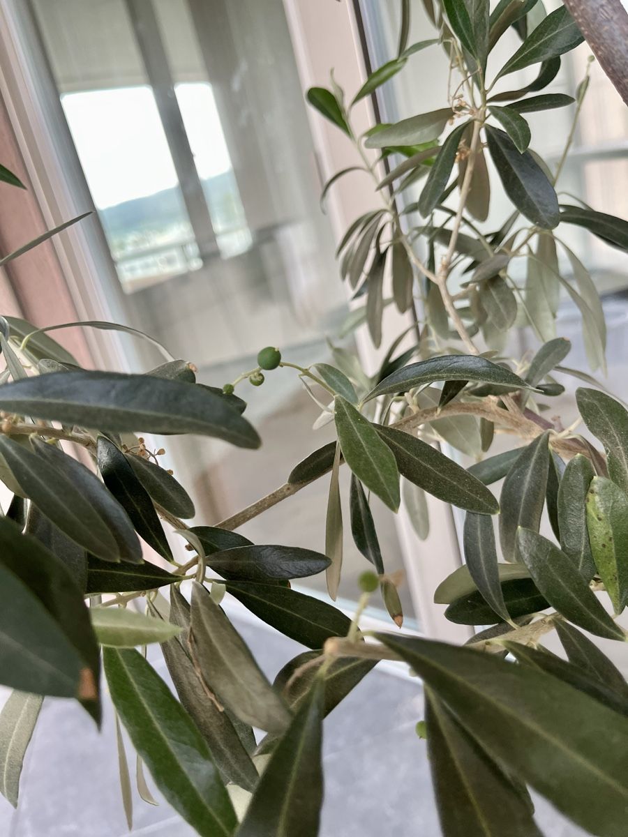 Plantes & graines: Olivenbaum im Topf ca. 1.60m hoch  – D'occasion à Wallisellen par Suba34 2