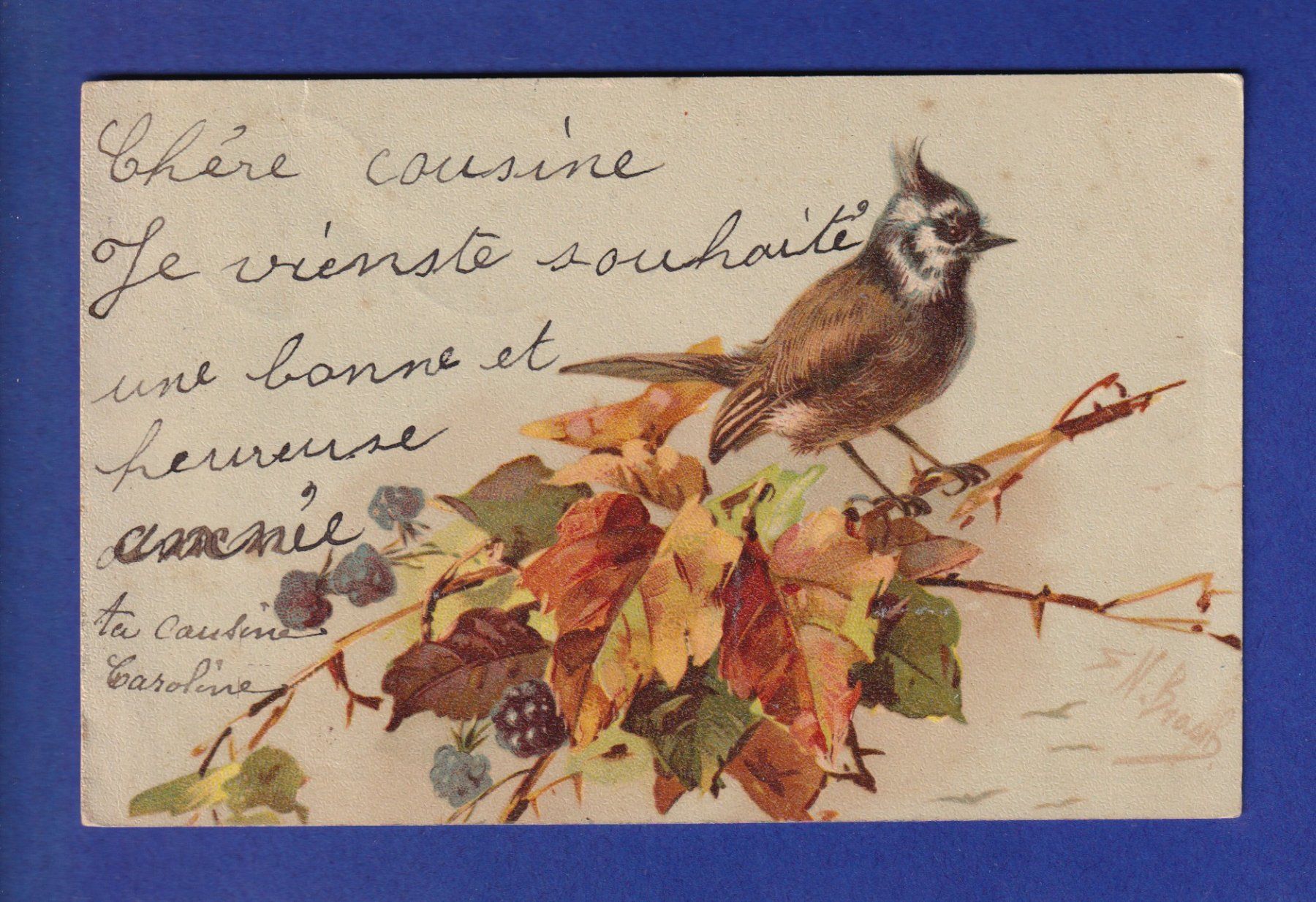 Cartes postales: OISEAU - Sur sa branche – D'occasion à Pully par nicecards-shop