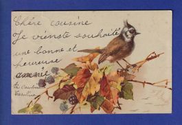 OISEAU - Sur sa branche