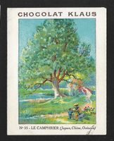 Carte Correspondance Chocolat Klaus, Le Camphrier (1930s)
