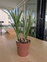 Bromelie mit neuen Trieben (Abholung)