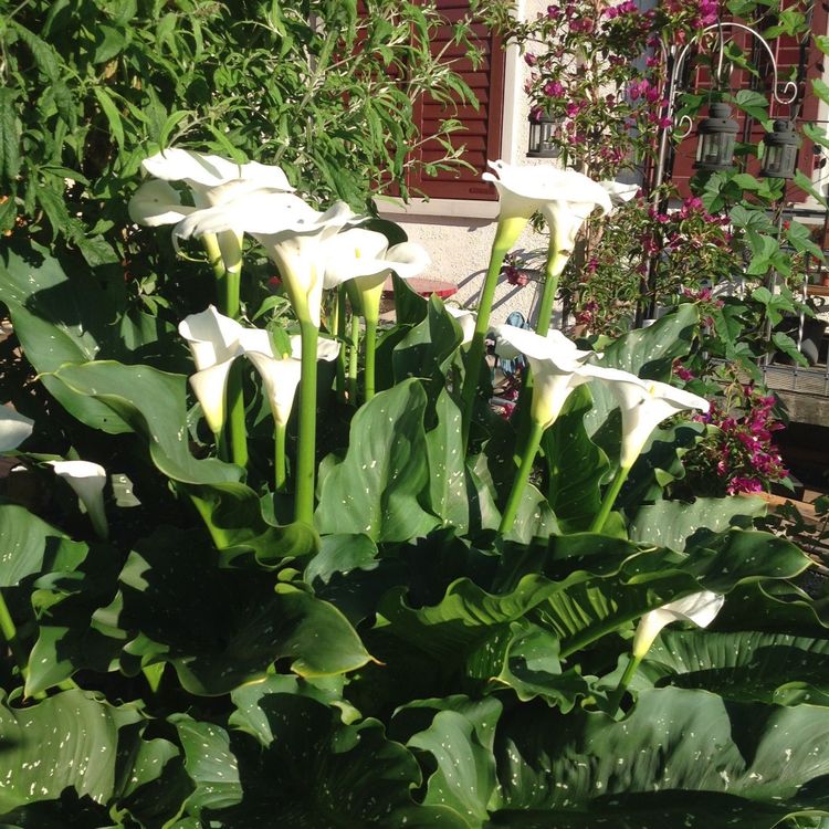 Calla White Gigant ,RiesenCalla Kaufen auf Ricardo