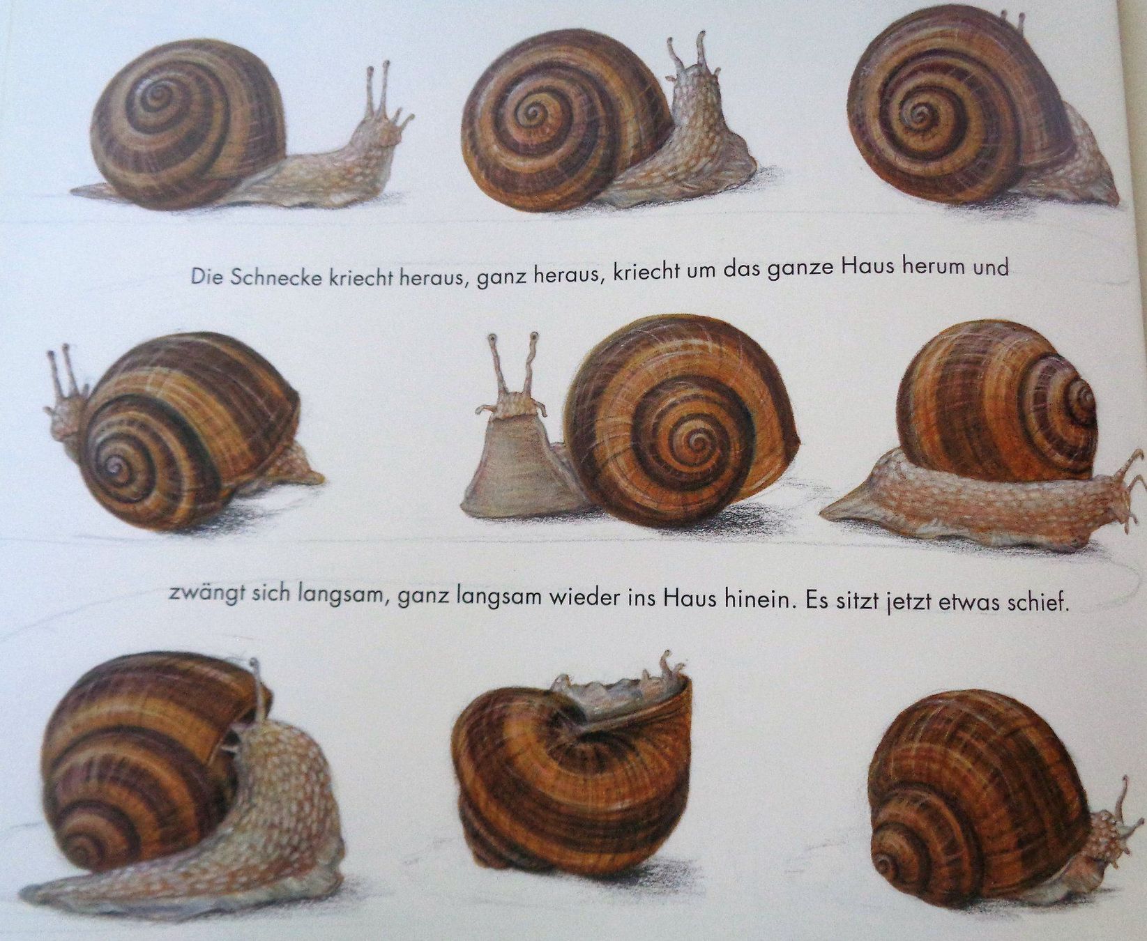 Bücher: Mutig, mutig / Bilderbuch Lorenz Pauli - Kathrin Schärer – Gebraucht aus Bellach von JingleJerry 5