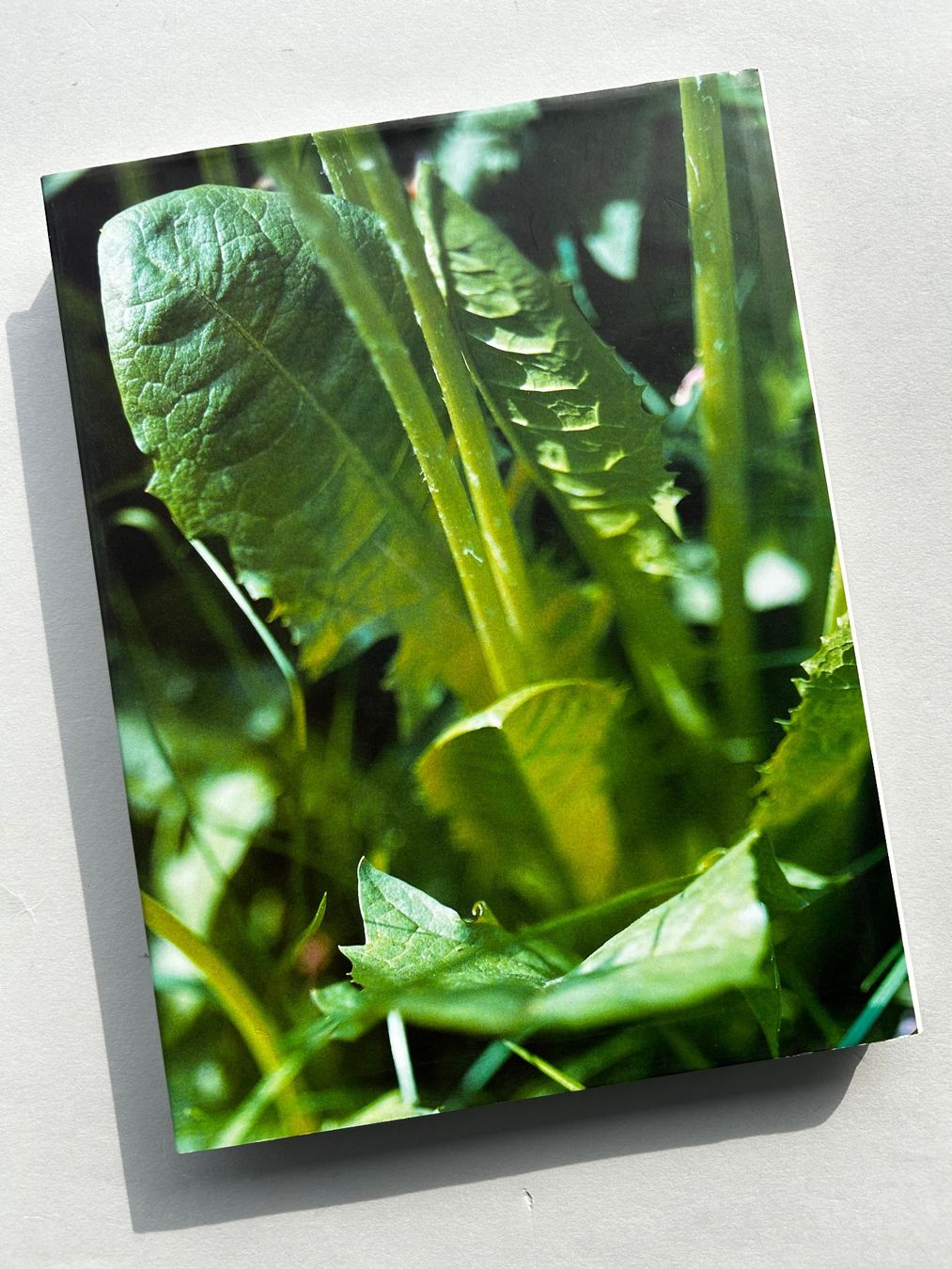 Libri: Fotobuch "Thomas Struth Löwenzahnzimmer" – Usato da Zürich venduto da Coffeetable88 5