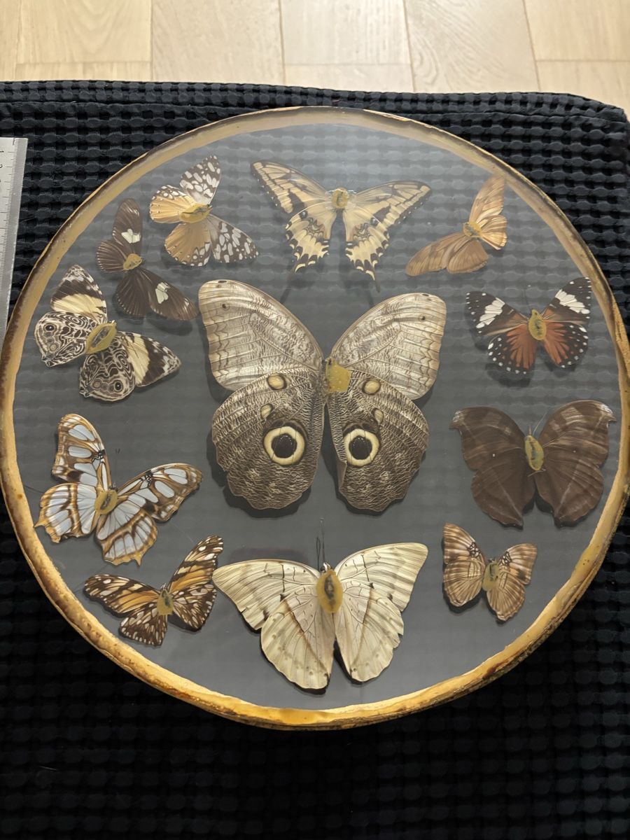Welt der Tiere: Papillons naturalisés  – Gebraucht aus Estavayer-le-Lac von bde_mc5x 1