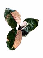 💚💕 Alocasia Yucatan Princess variegata 💕💚