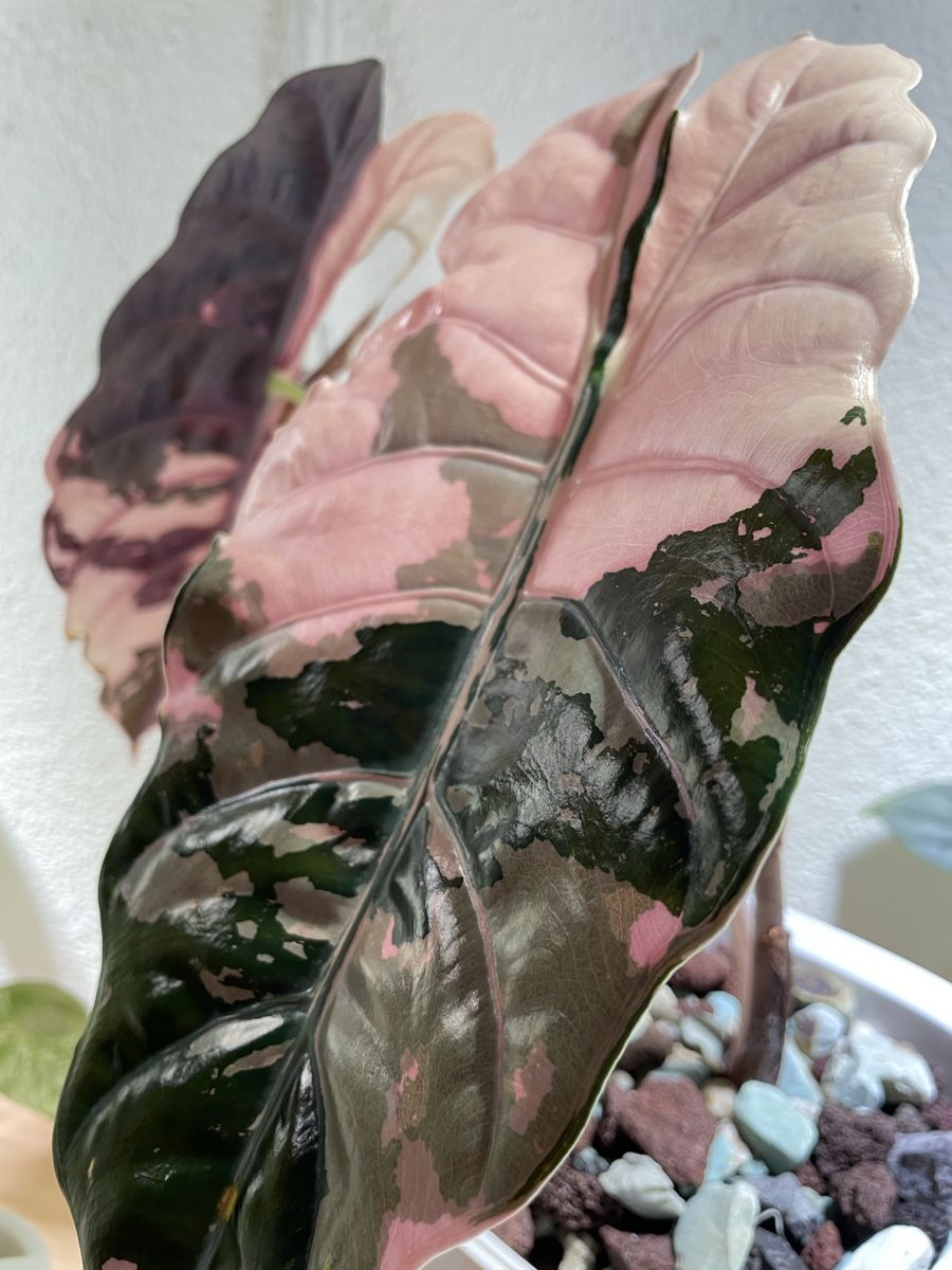 Piante & sementi: Alocasia Chantrieri Pink Variegata – Nuovo (secondo la descrizione) da Watt venduto da anics.plants 2