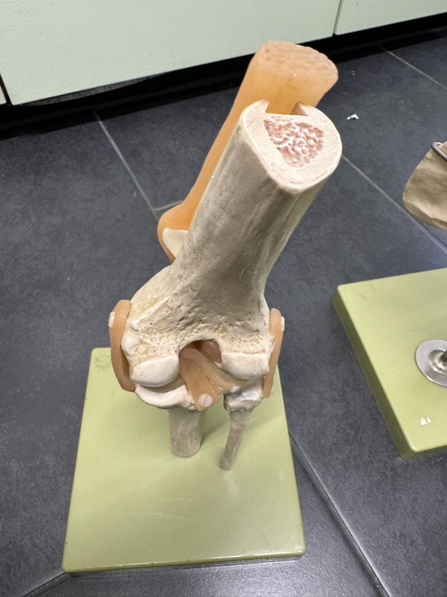 Attrezzature mediche: Funktionsmodell Knie | Schulter  – Usato da Orpund venduto da Rhodes0 1