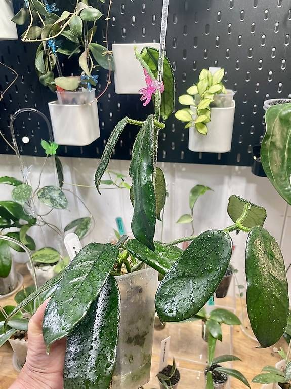 Plantes & graines: Hoya villosa – D'occasion à Schönholzerswilen par Leavylounge 2