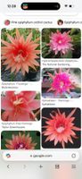Epiphyllum grosse „Flamingo“ Blattkaktus Epicactus
