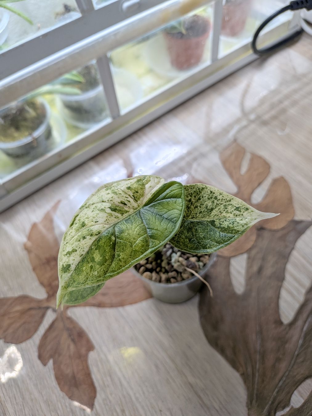 Piante & sementi: Alocasia Dragon scale mint – Usato da Genève venduto da Venellah