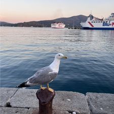 Profile image of JanoschSCS12