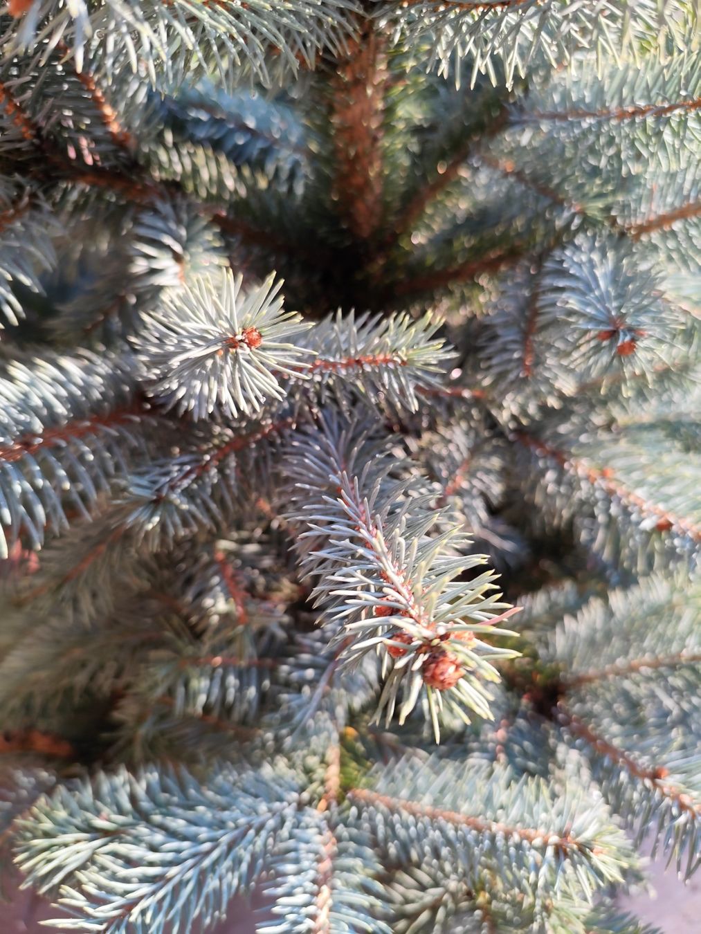Piante & sementi: Picea pungens – Nuovo (secondo la descrizione) da Grossdietwil venduto da bie_2bn5 6