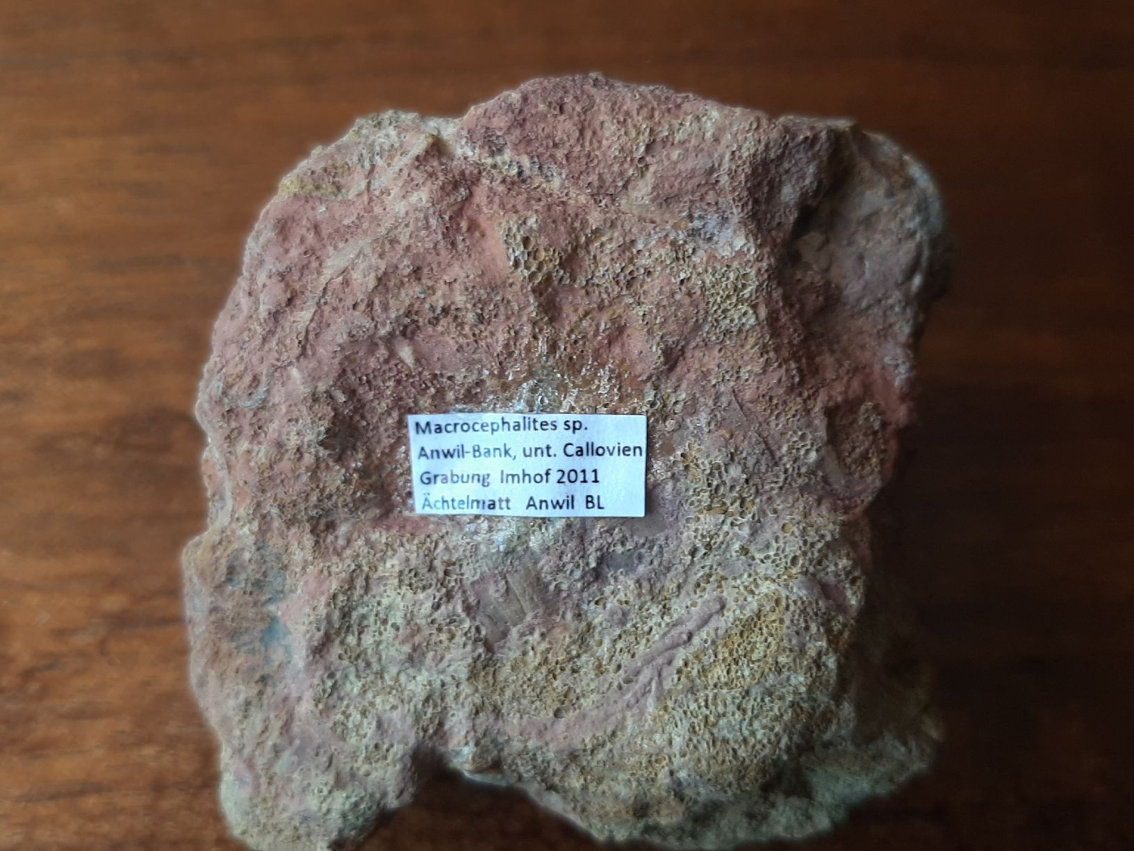 Fossilien: Ammonit auf Matrix aus Anwil BL – Gebraucht aus Rickenbach BL von Oktober68 3