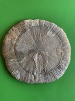 Faszinierende grosse Pyrit-Sonne, Rarität