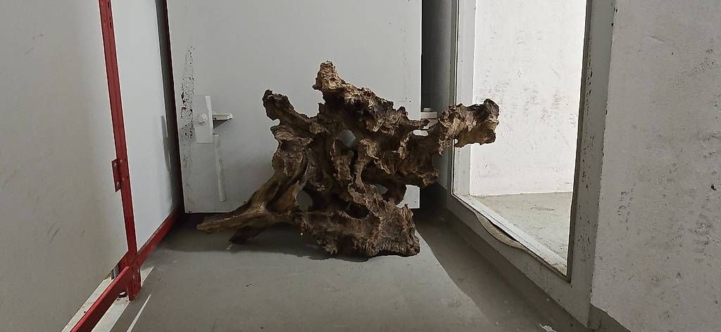 Articoli in legno: Einzigartige Savannenholz Wurzel – Usato da Horn venduto da Cyres67