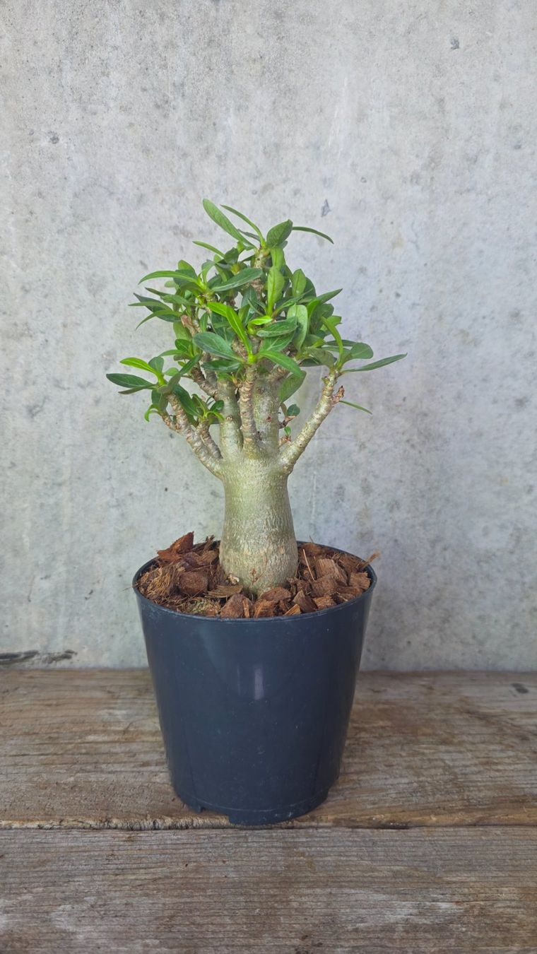 Pflanzen & Samen: Adenium Obesum – Neu (gemäss Beschreibung) aus St.Erhard von Plumilandschweiz