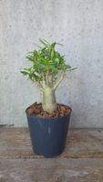 Adenium Obesum