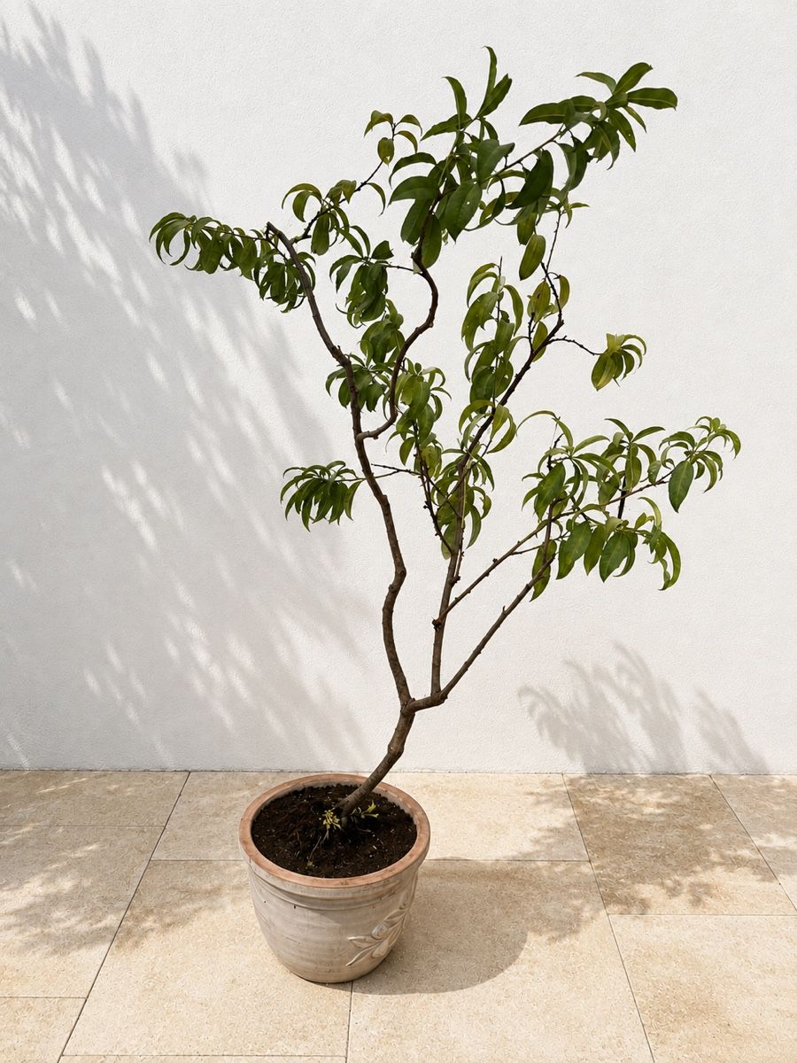 Piante & sementi: 1.90m Grosser Pfirsich Baum im Terracotta Topf – Usato da Rümlang venduto da Gruseh.ch 5