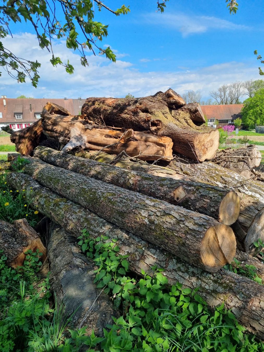 Articles en bois: Erle Baumstamm – D'occasion à Oberglatt ZH par bea1986