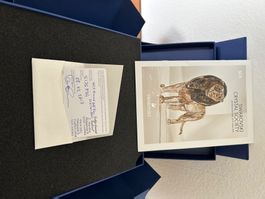SWAROVSKI  Sammlung Auflösung  SCS LÖWE AKILI  2016