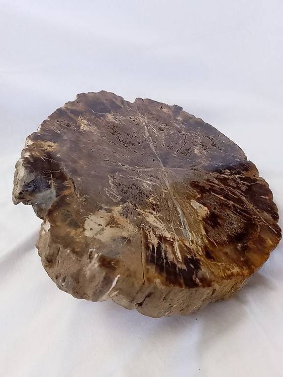 Versteinertes Holz Preis Pro Kilo