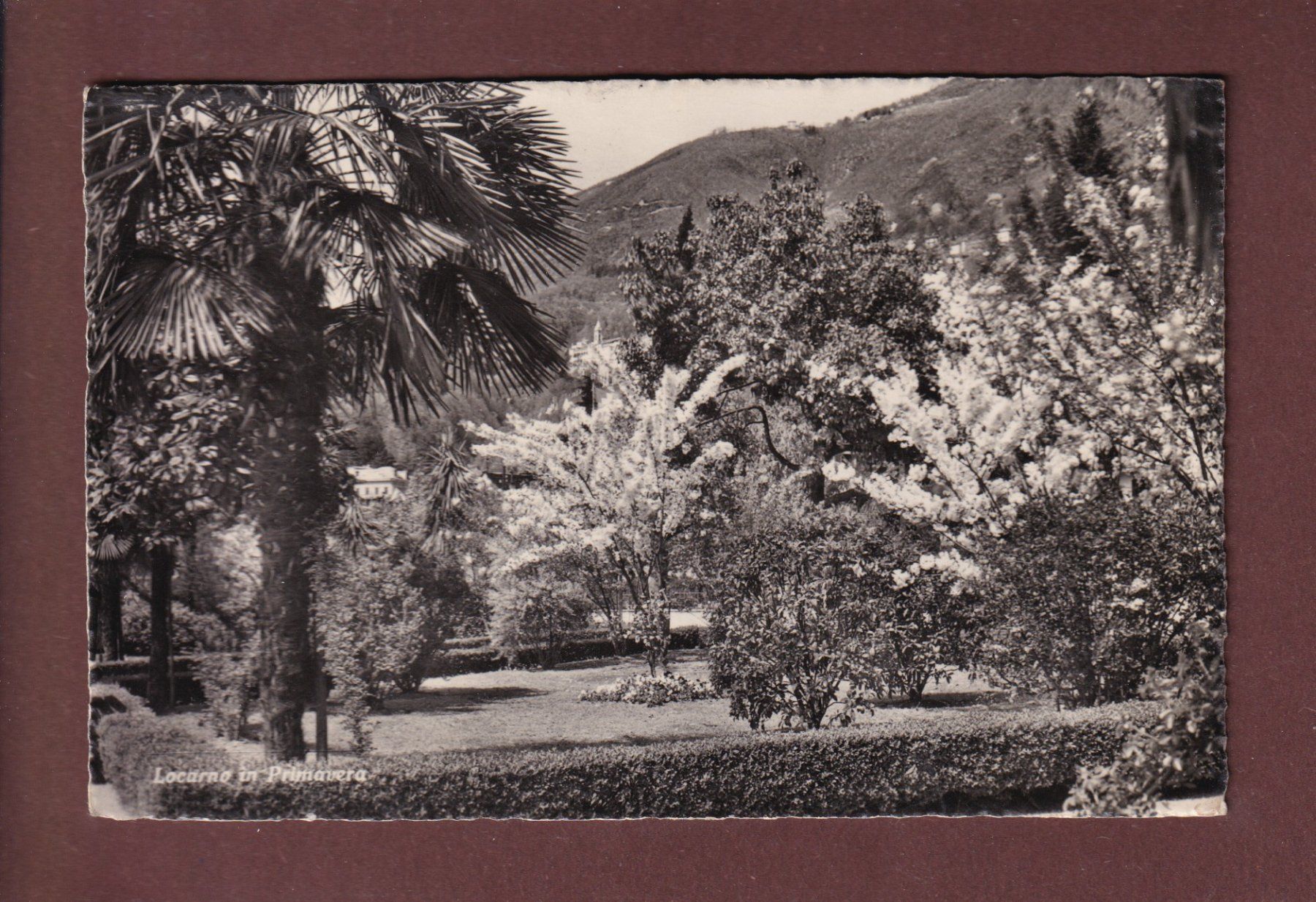 Ansichtskarten: LOCARNO in Primavera – Gebraucht aus Pully von nicecards-shop