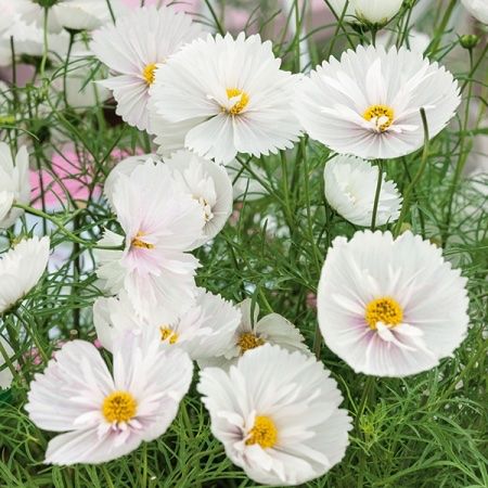 Pflanzen & Samen: 30 Samen Cosmea CUPCAKES WHITE  Schmuckkörbchen – Neu (gemäss Beschreibung) aus Ehrendingen von VerveinaSamen 6
