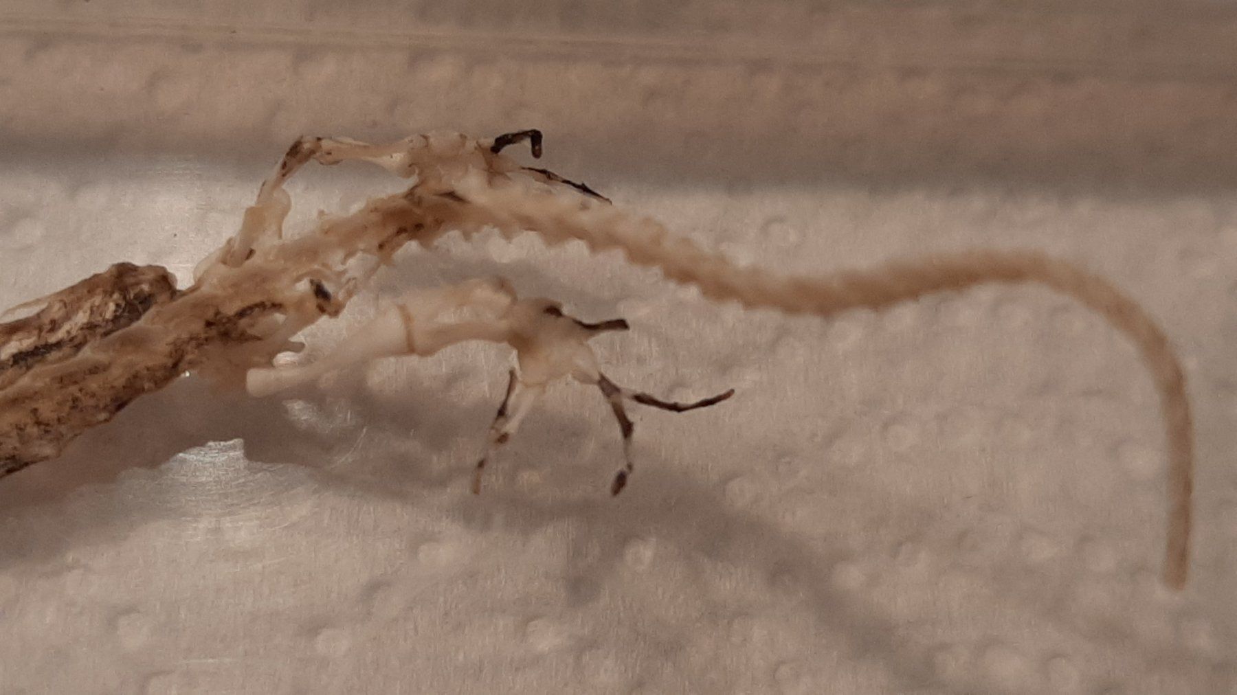 Tutte le decorazioni: Eidechsen-Skelett – Usato da Kriens venduto da honig01 2