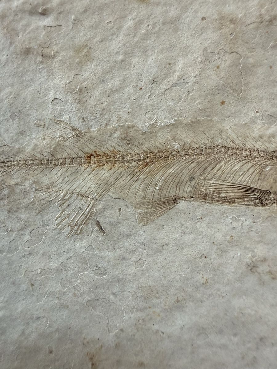 Fossili: Versteinerter Fisch – Usato da Grenchen venduto da Bastet007 1