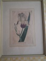Bild Original Antik Iris botanische Zeichnung gerahmt N 187 