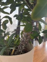 Zimmerpflanze Euphorbia, Topf, gute Pflege, gesund