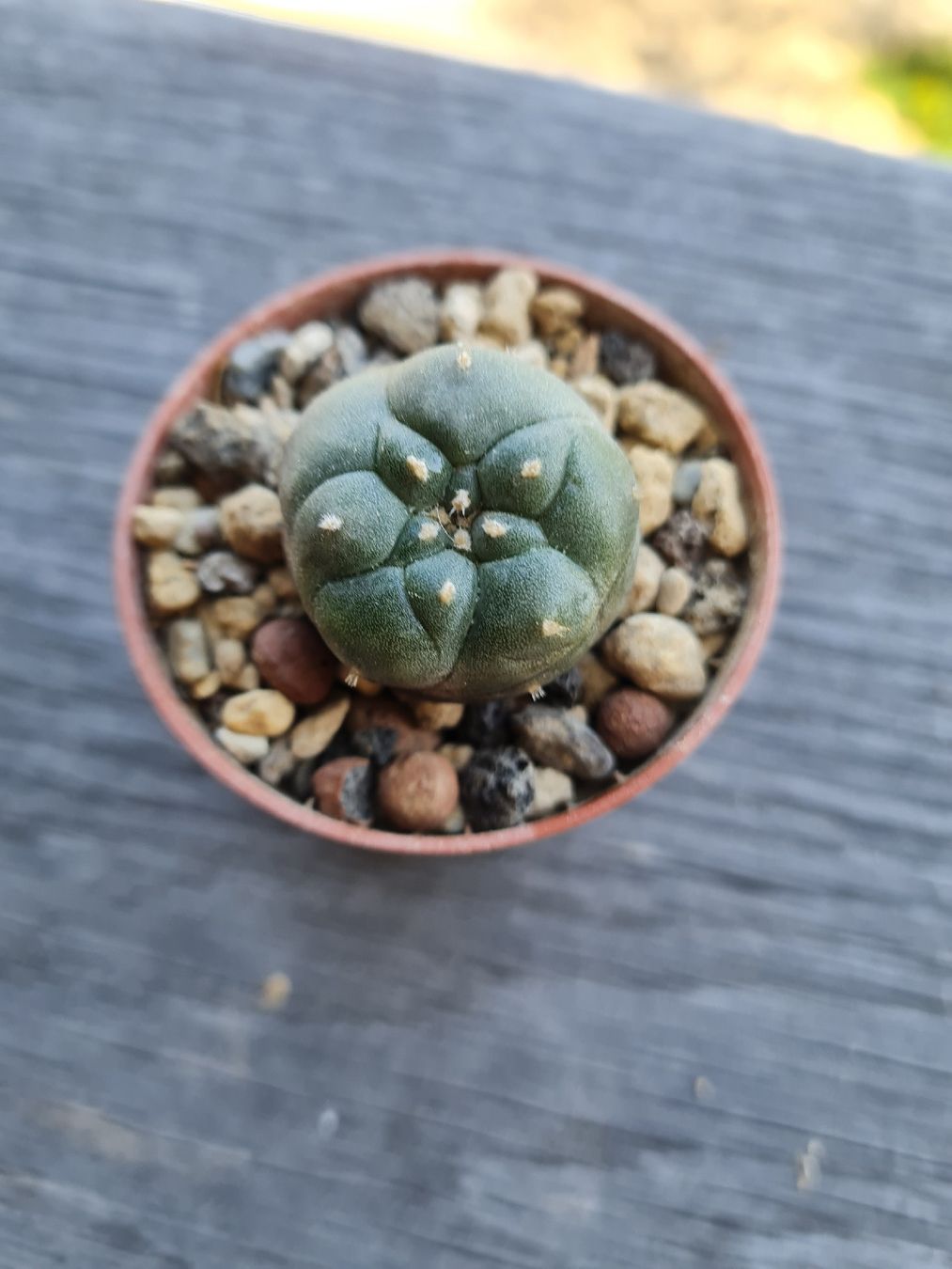 Piante & sementi: Lophophora Jourdaniana  – Usato da Basel venduto da fra_h7bq