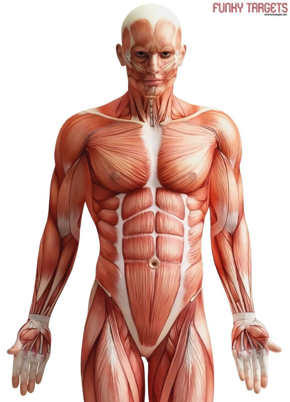 Tiro con l'arco: Anatomy Zielscheibe 10 stk. – Nuovo e nell'imballaggio originale da Cham venduto da SwissProps